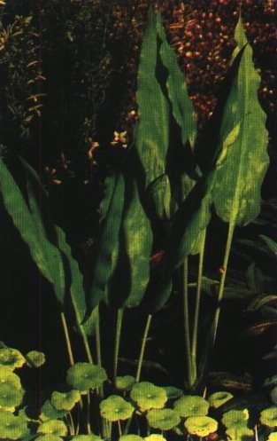 CRYPTOCORYNE